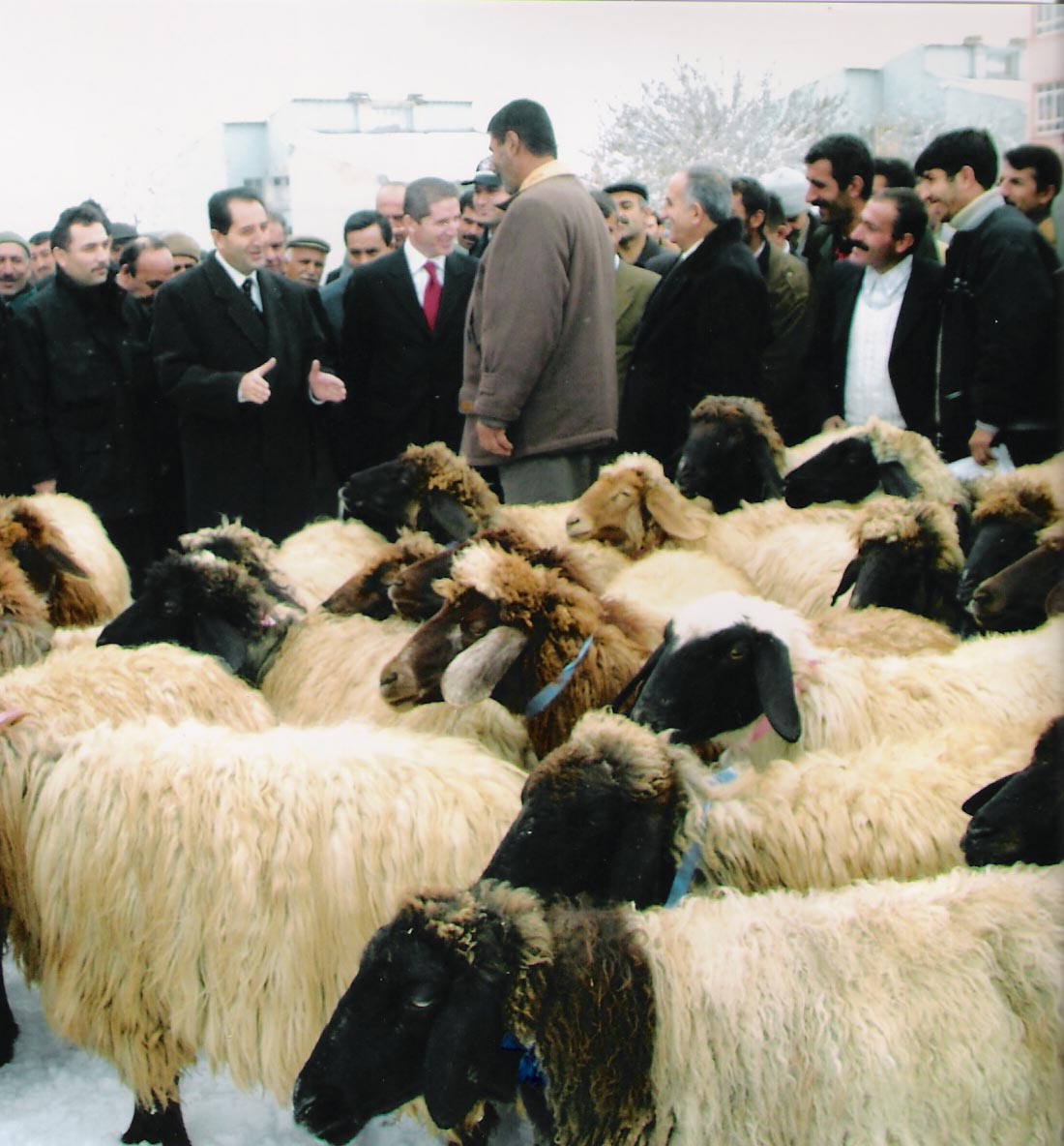 akp_koyun1.jpg